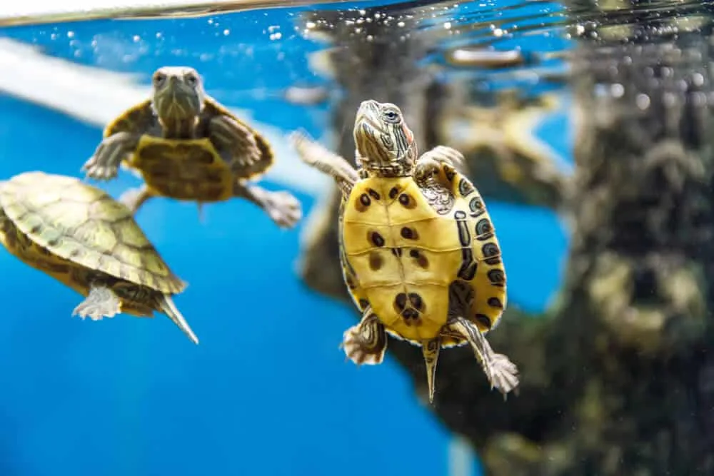 What Cleaner Fish Can Live With Turtles?