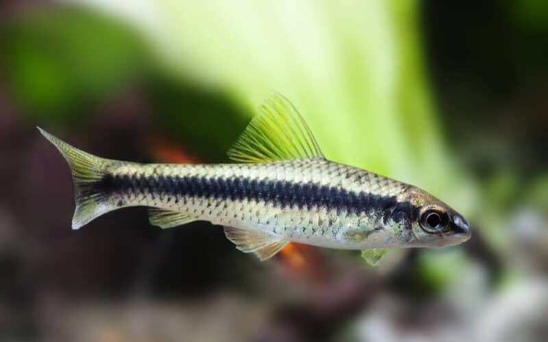 Why Did My Algae Eater Die