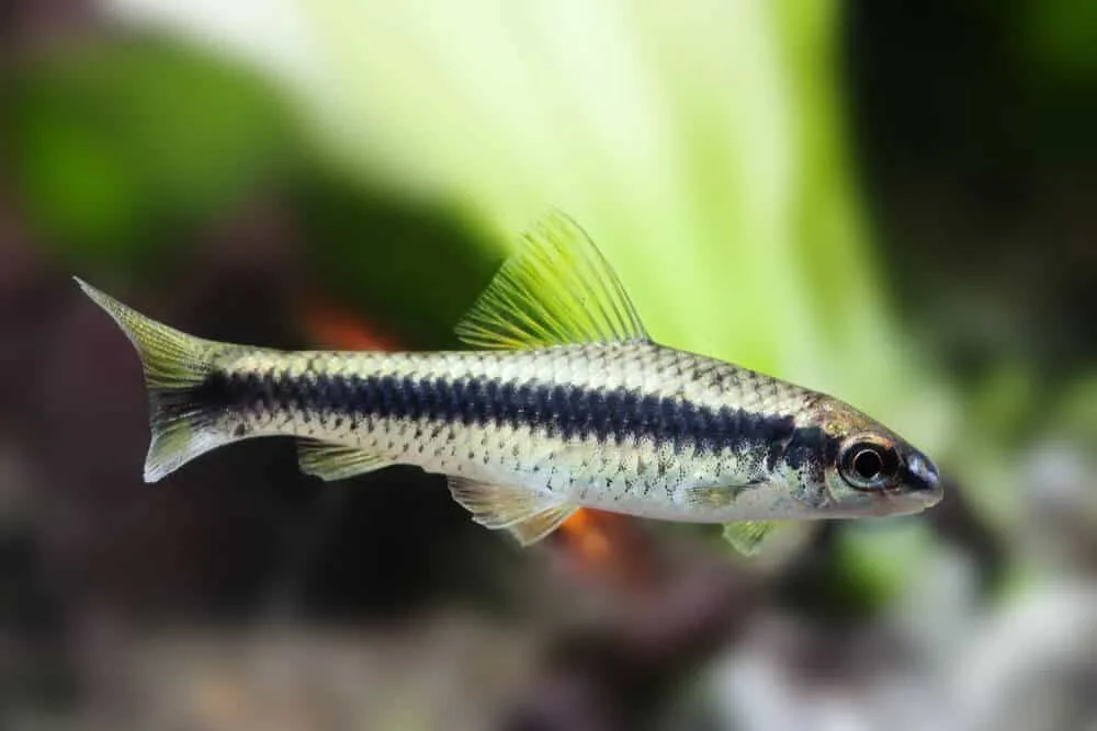Why Did My Algae Eater Die?