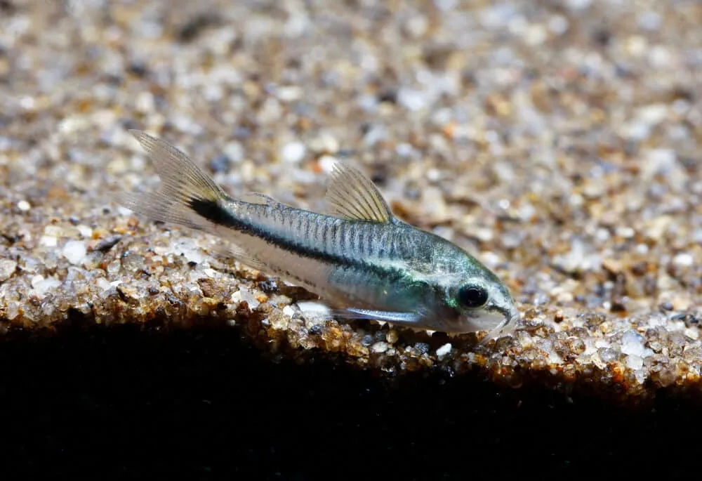 Why Do My Cory Catfish Keep Dying?