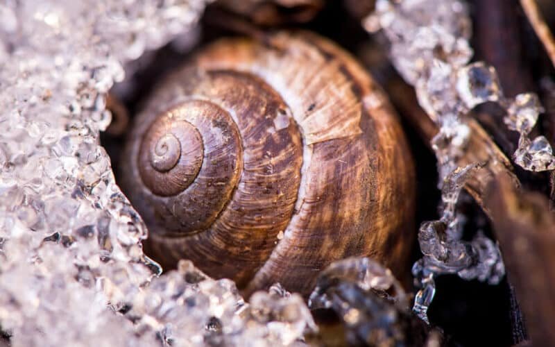 Do Snails Hibernate In Winter?