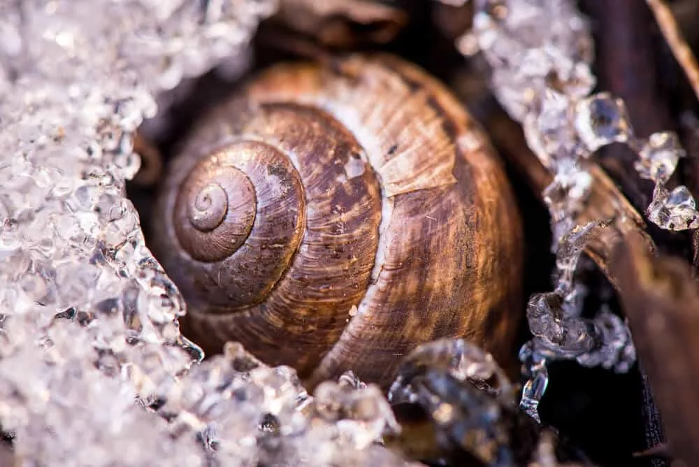 do snails hibernate in winter