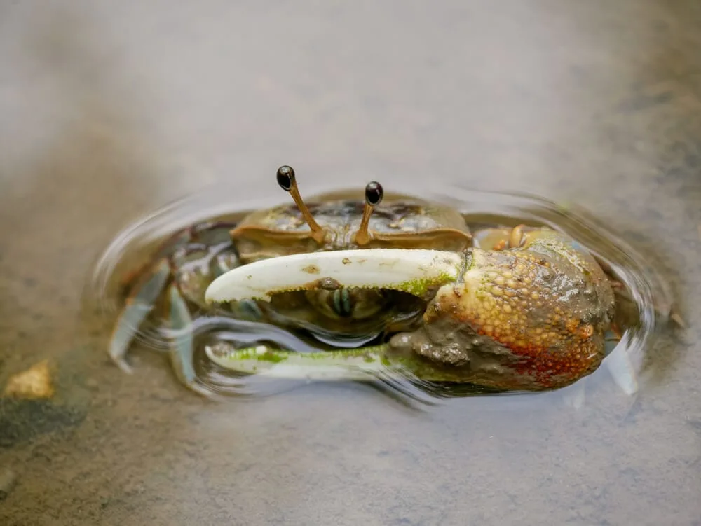 how to make brackish water for fiddler crabs