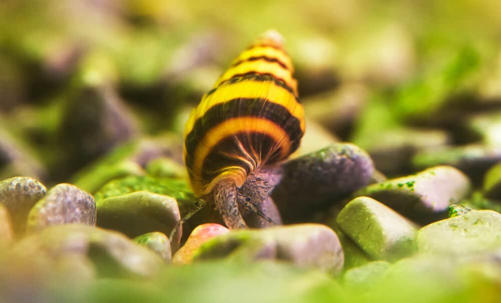 what do bumblebee snails eat