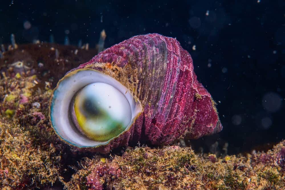 what do snails represent spiritually