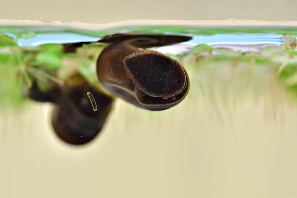 why are my snails at the top of my tank