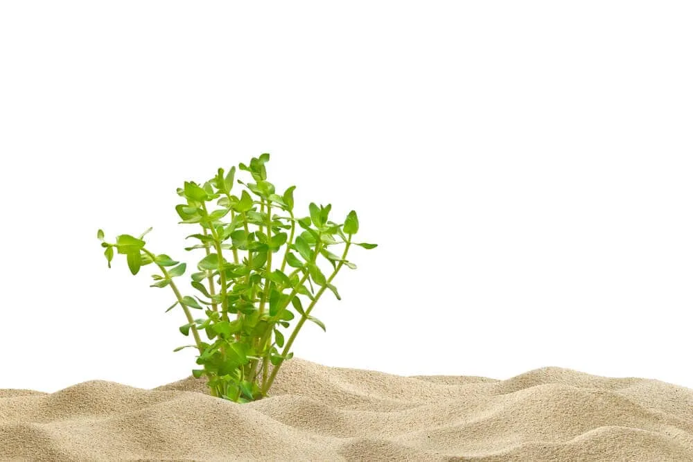 Why Is My Aquarium Sand Floating? 10 Important Factors