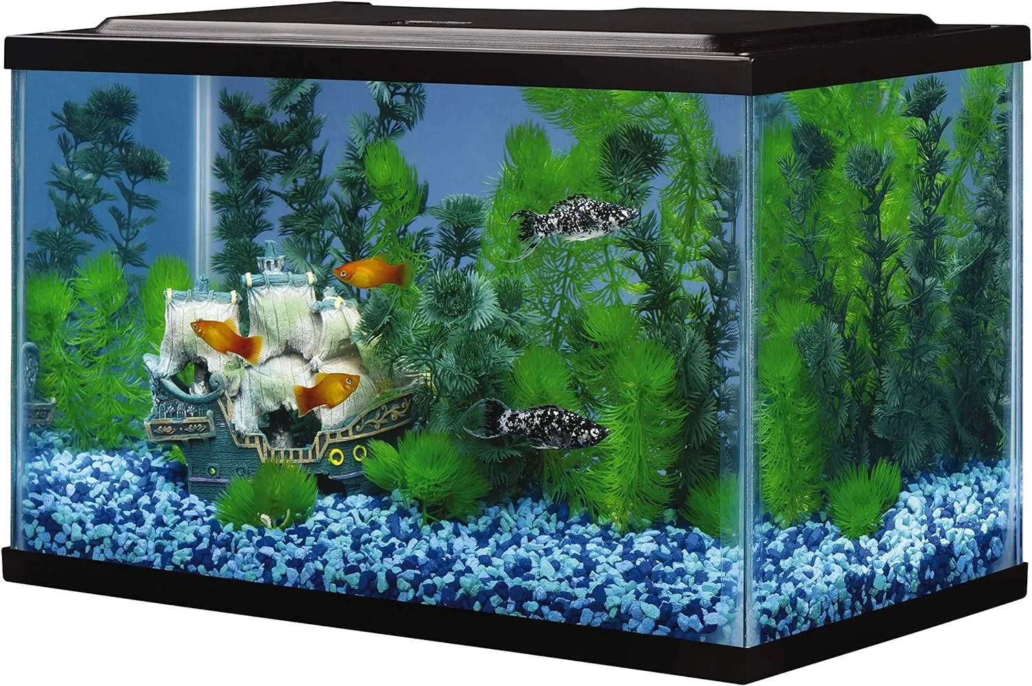 Tetra Glass Aquarium 5.5 Gallons Review