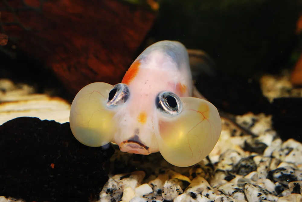 Bubble Eye Goldfish in aquarium