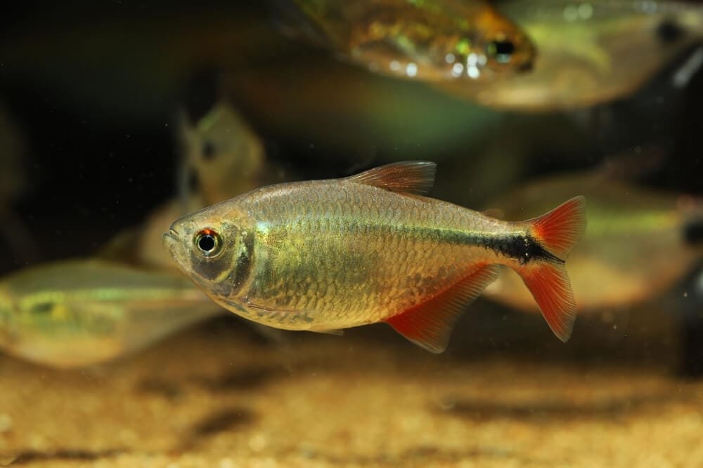 Buenos Aires tetra (Hyphessobrycon anisitsi) swimming