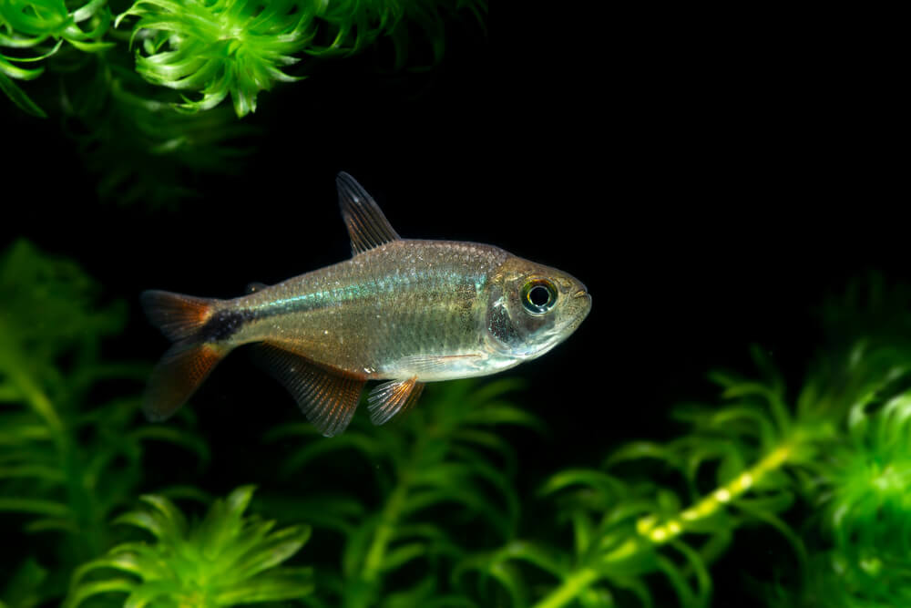 Buenos Aires tetra fish (Hyphessobrycon anisitsi)
