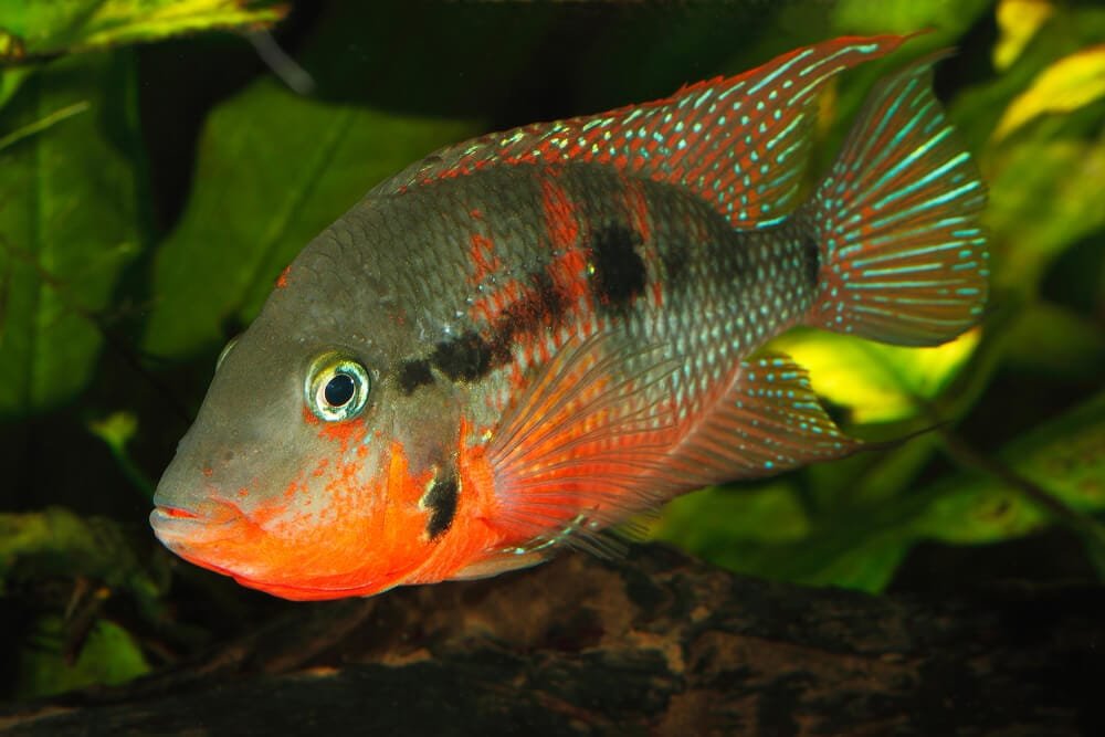 Firemouth Cichlid