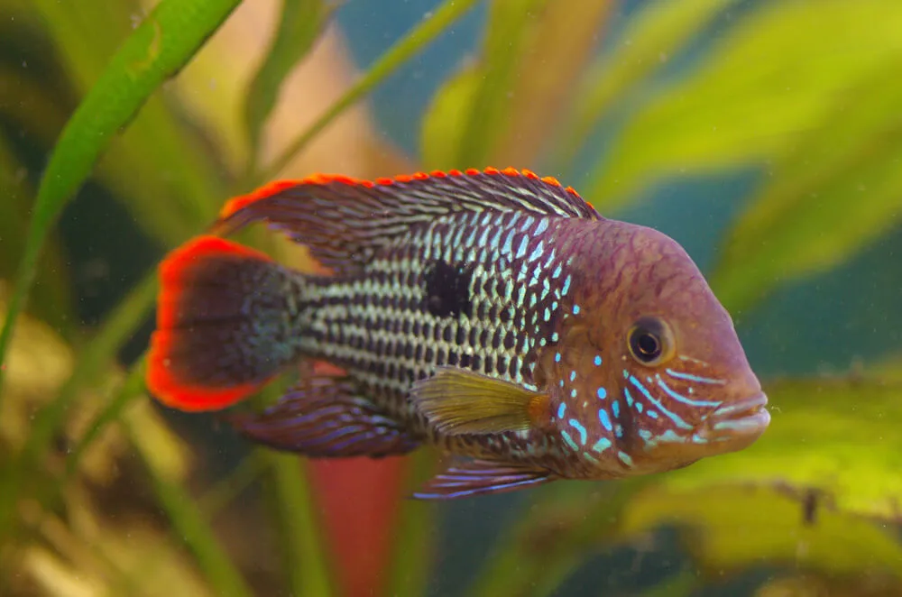 Green Terror Cichlid freshwater fish