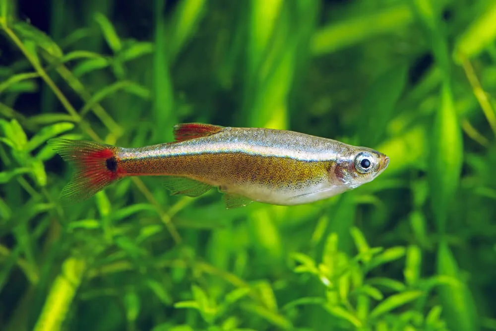 White Cloud Mountain Minnow Care 101: Tank Requirements & Behavior