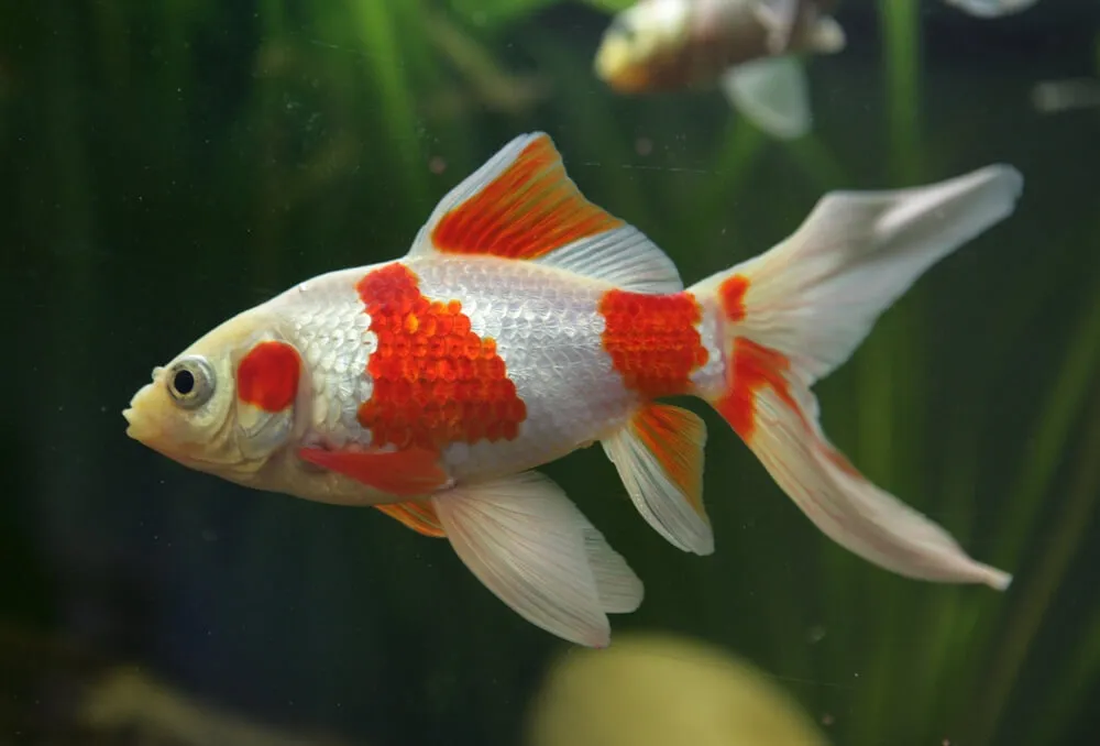 comet goldfish in a fish tank