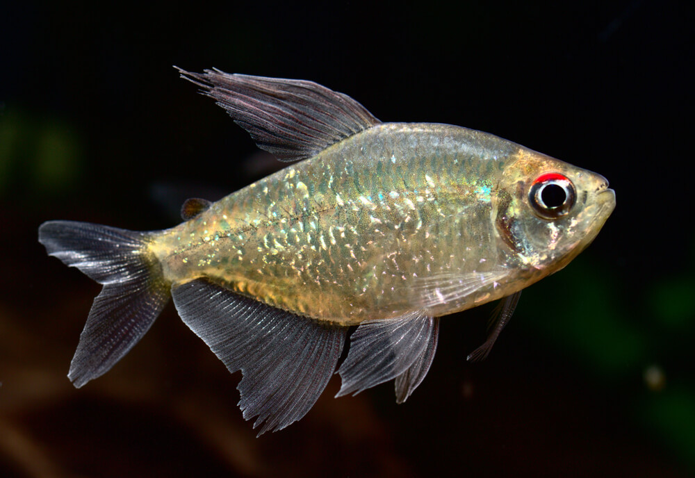 Diamond Tetra Fish