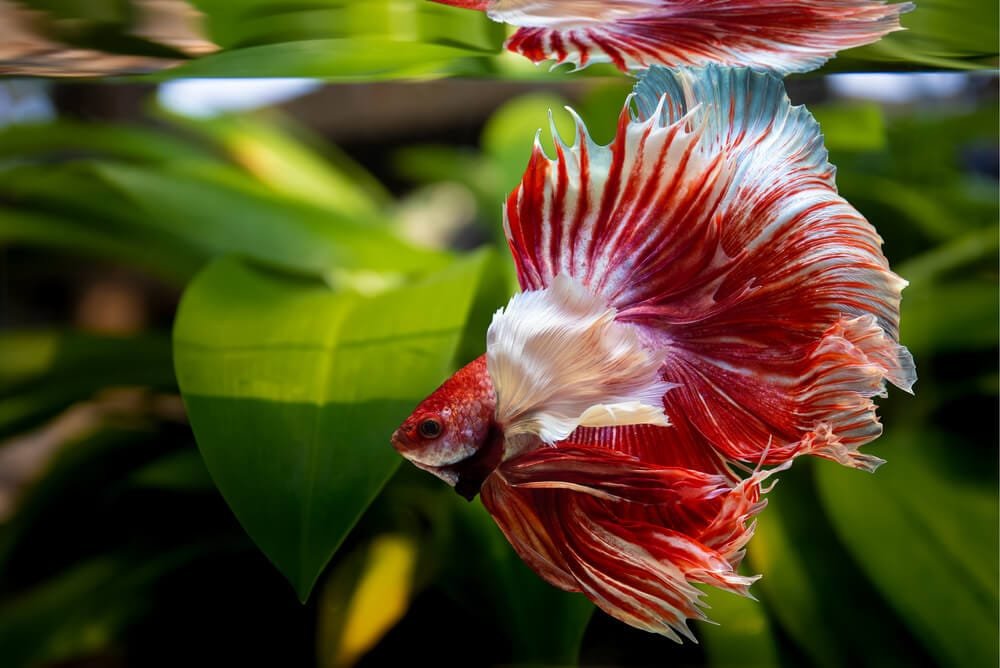 Betta Fish