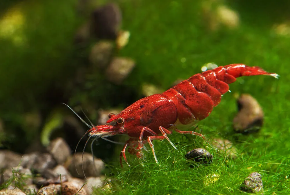 Bloody Mary Shrimp