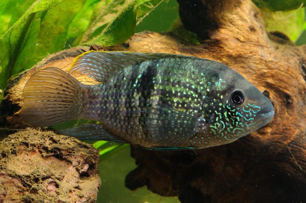 Blue Acara