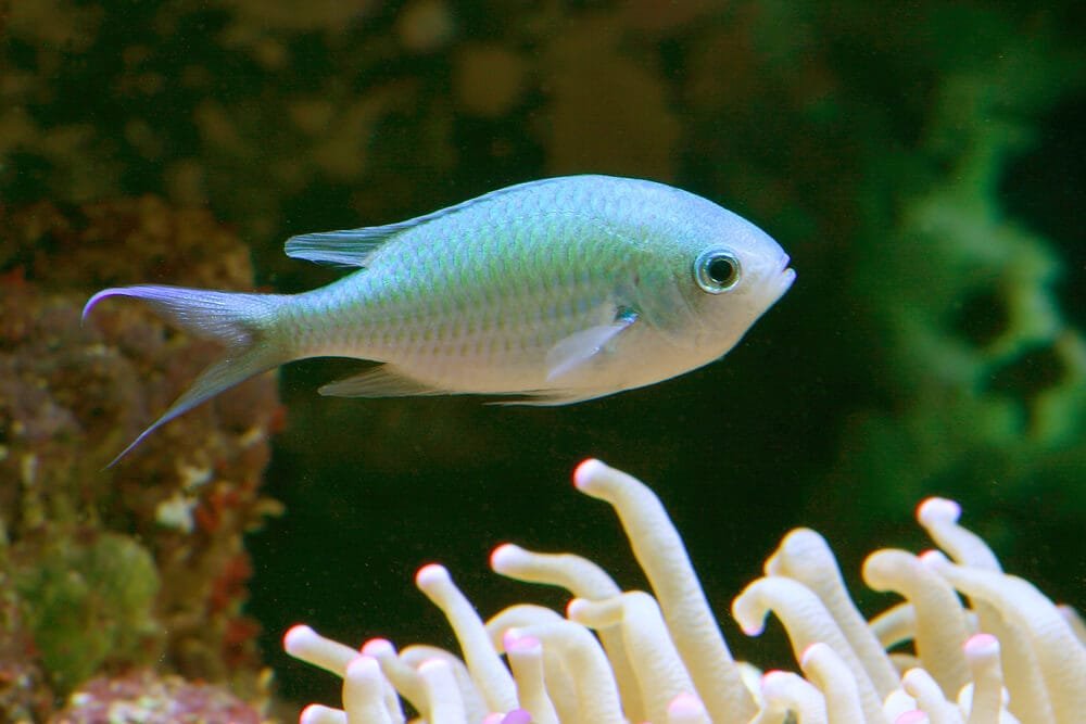 Blue Green Chromis