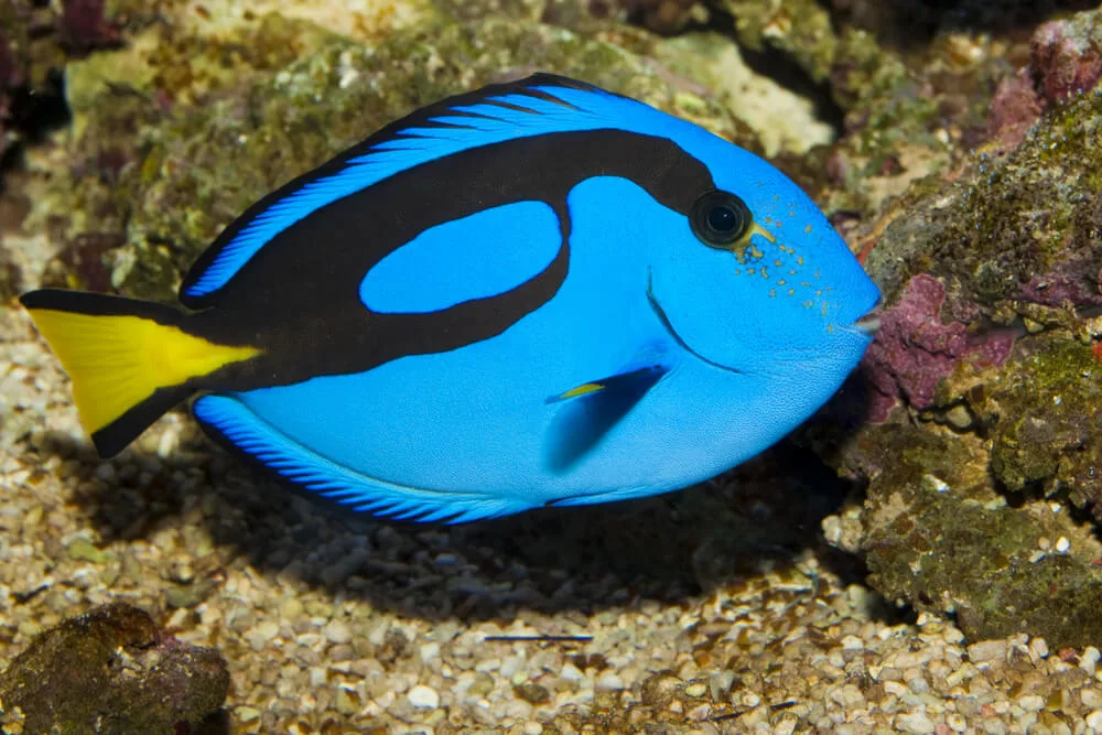 Blue Tang (Hippo Tang) 101: A Complete Dive into Care, Habitat and Facts