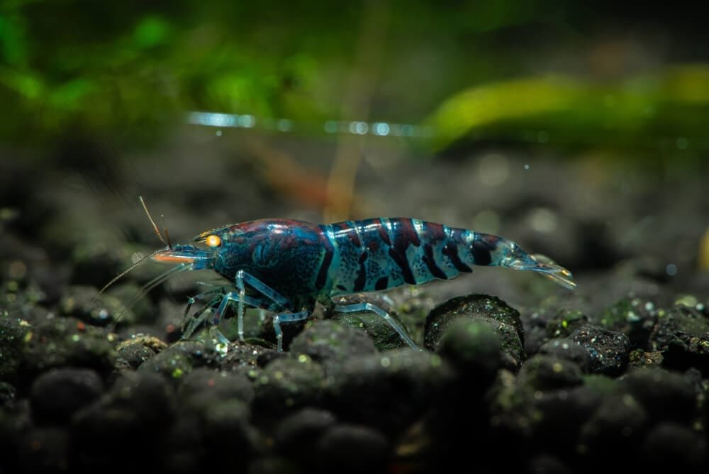 Blue Tiger Shrimp (Caridina Cf. Cantonensis)