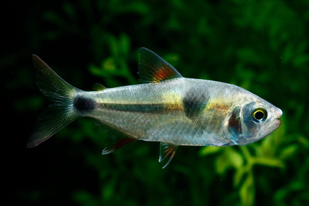 Bucktooth Tetra