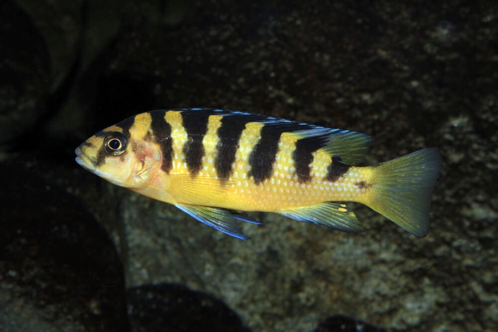 Bumblebee Cichlid