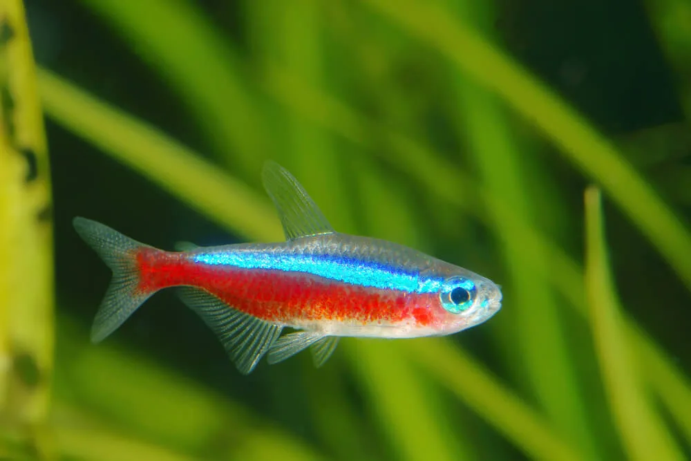 Cardinal Tetra: A Comprehensive Care Guide for Stunning Aquatic Species