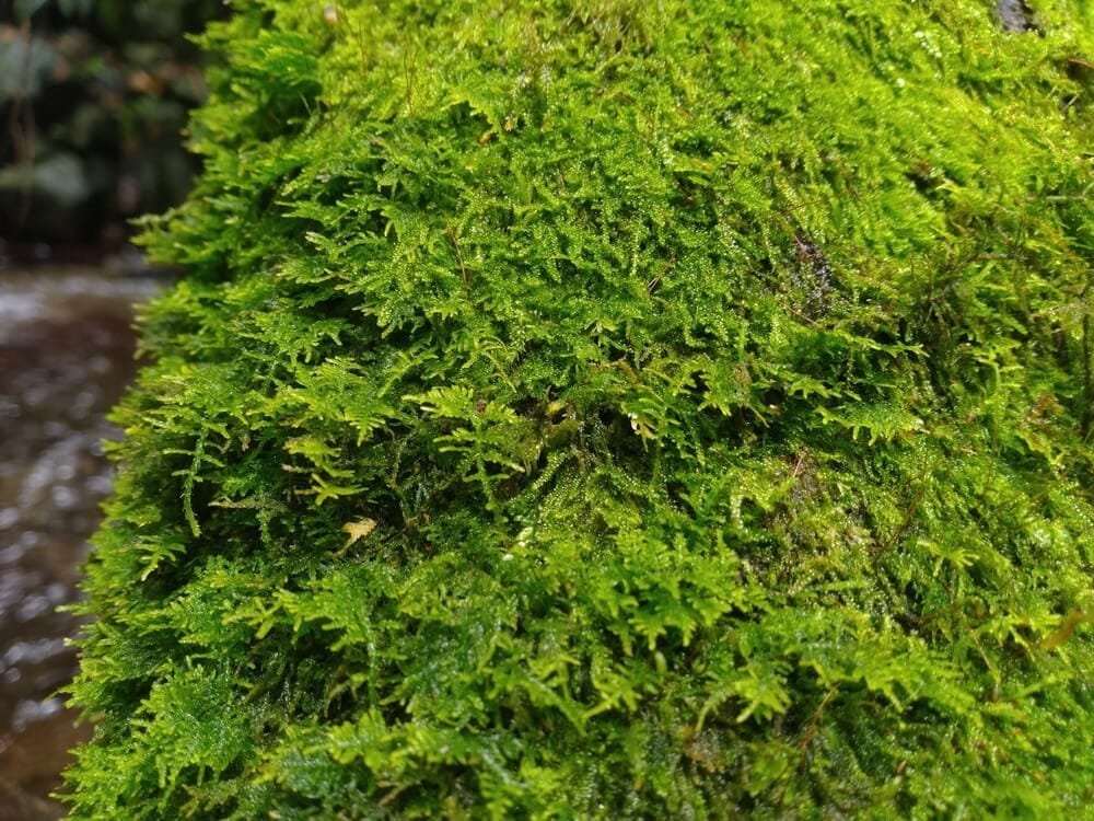 Christmas Moss