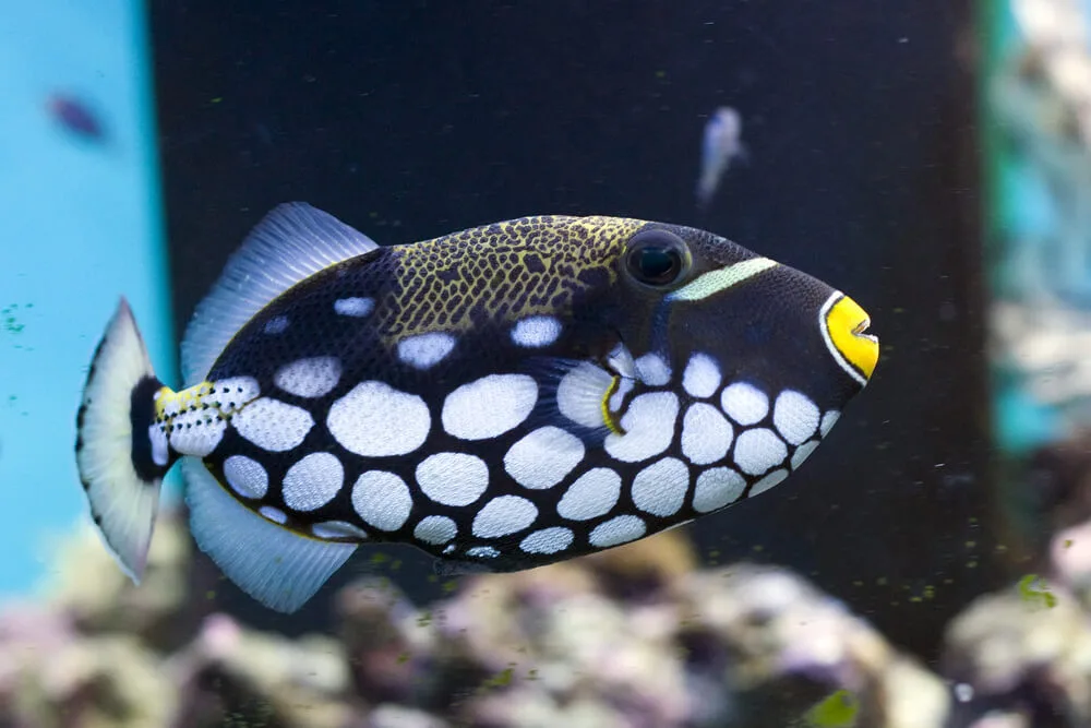 Clown Triggerfish