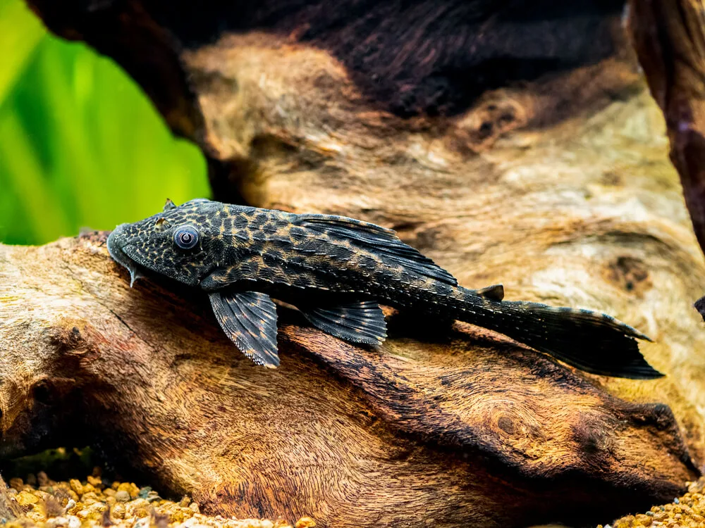 Common Pleco