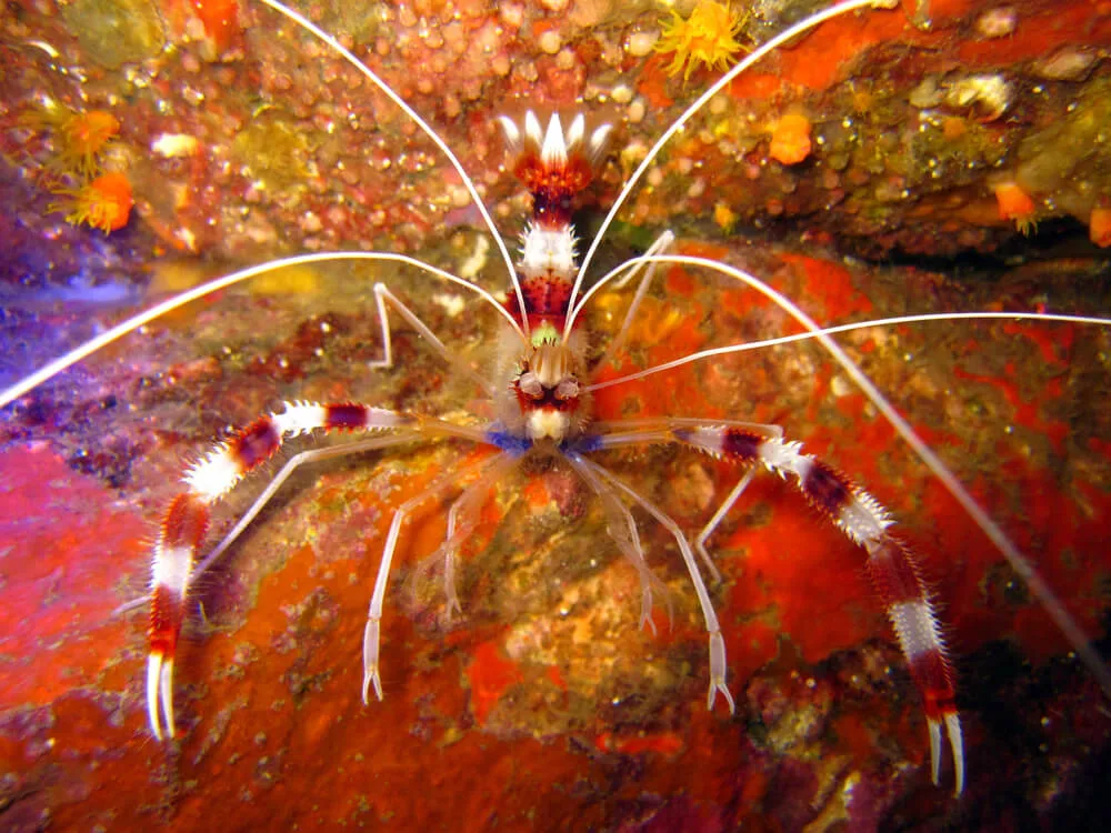 Coral Banded Shrimp