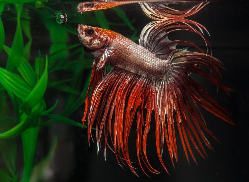 Crowntail Betta