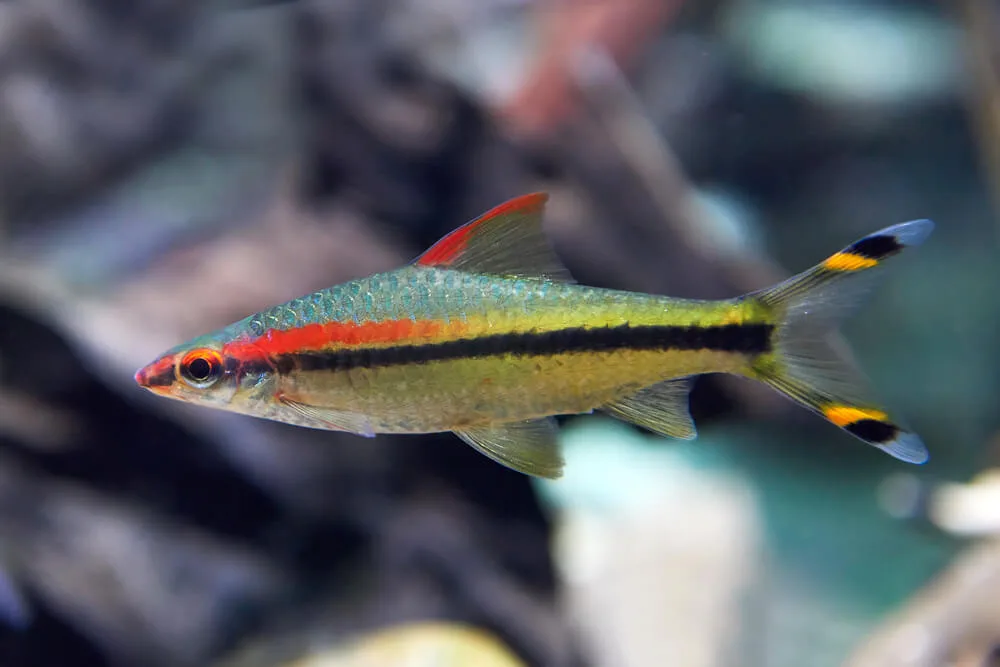 Denison Barb: Care Tips and Suitable Tankmates