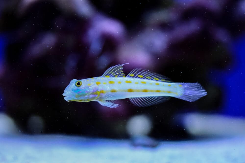 Diamond Goby