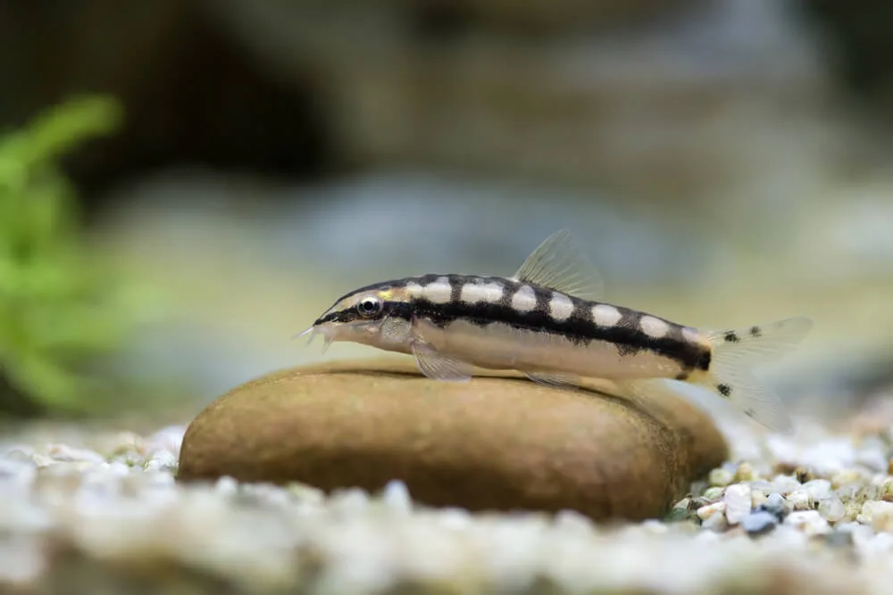 Dwarf Chain Loach