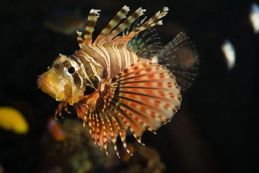 Dwarf Lionfish