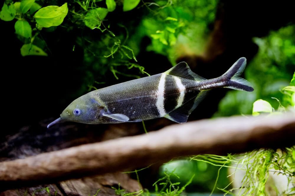 Elephant Nose Fish