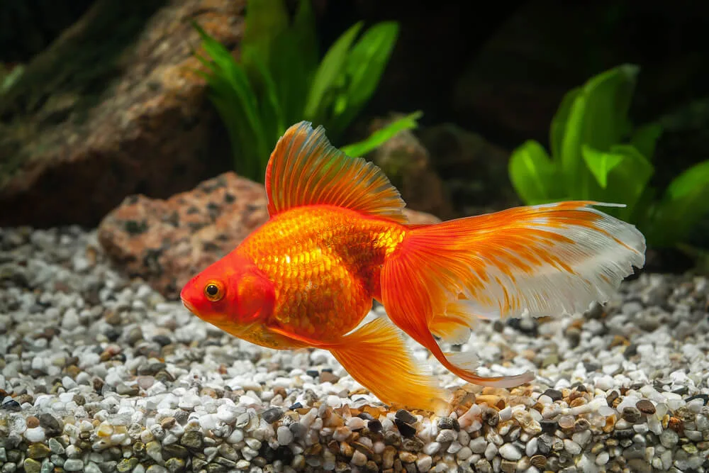 Fantail Goldfish