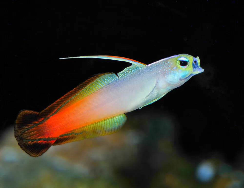 Firefish Goby