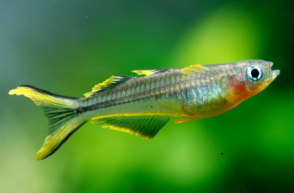 Forktail Rainbowfish