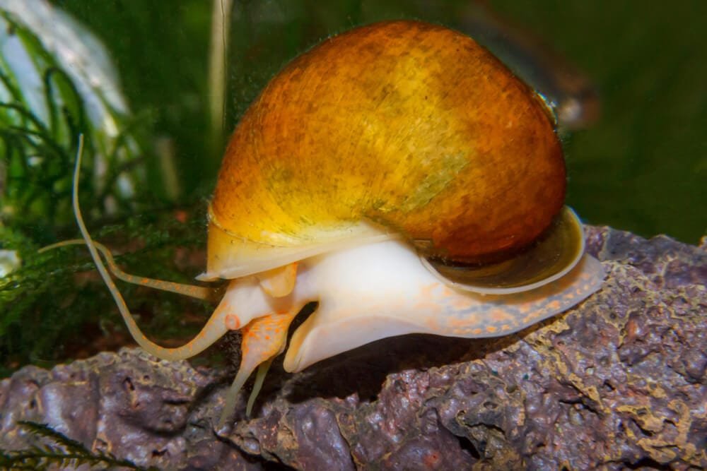 Gold Inca Snail