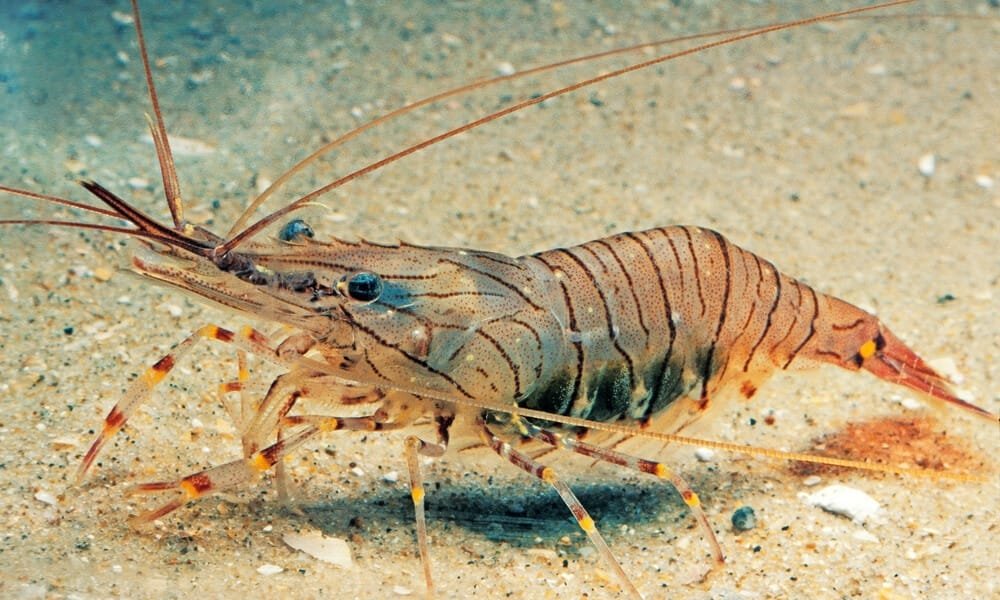 Grass Shrimp