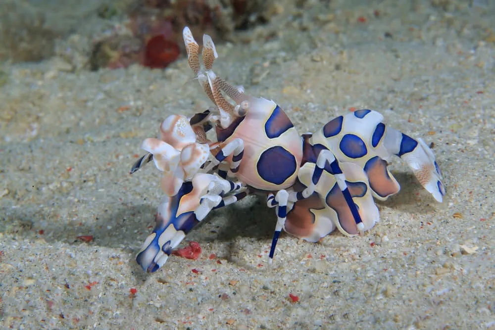 Harlequin Shrimp