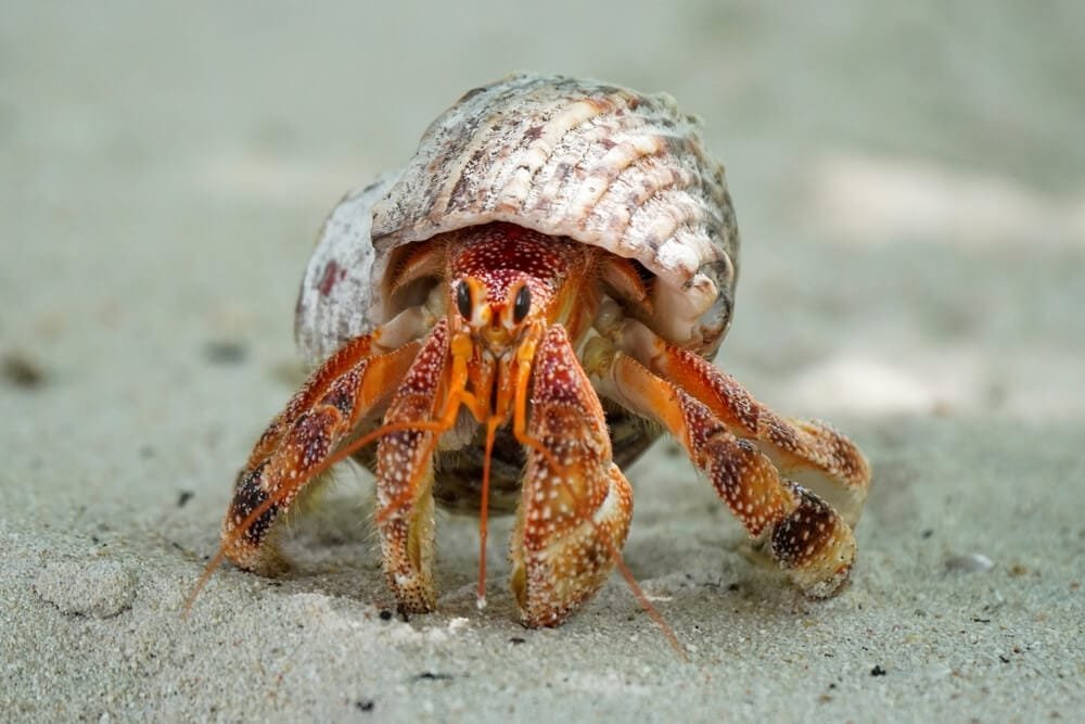 Hermit Crab