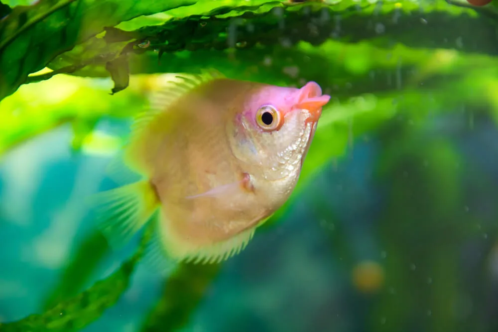 Kissing Gourami