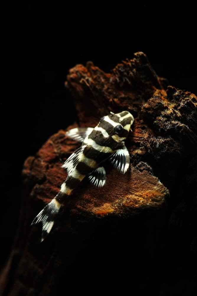 Leopard Frog Pleco (L134)