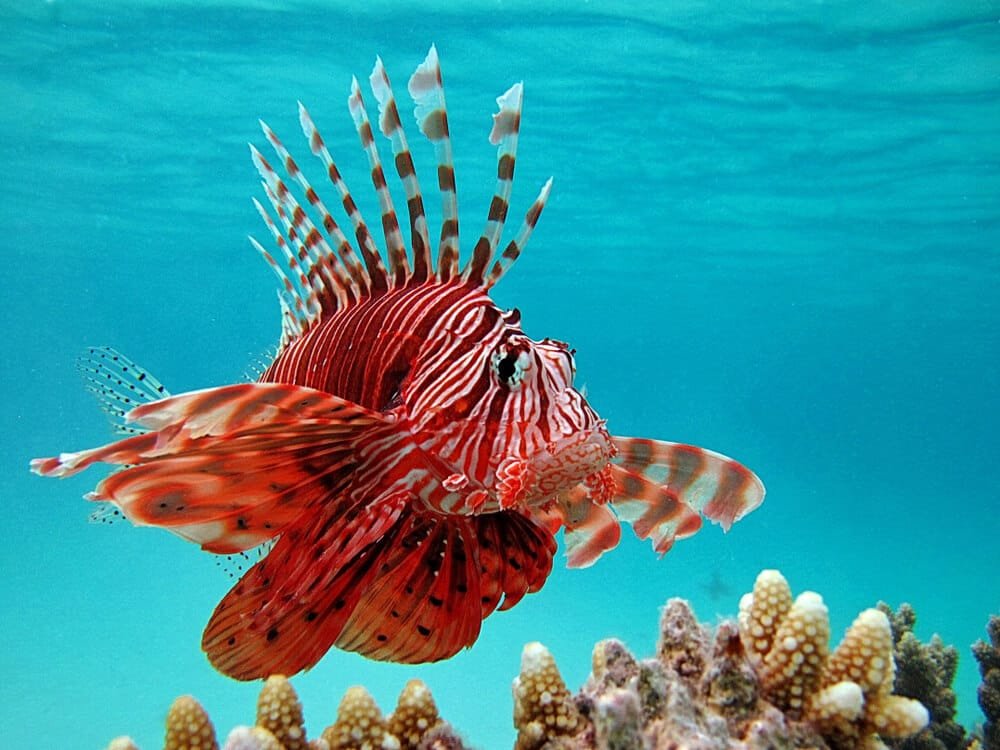 Lionfish