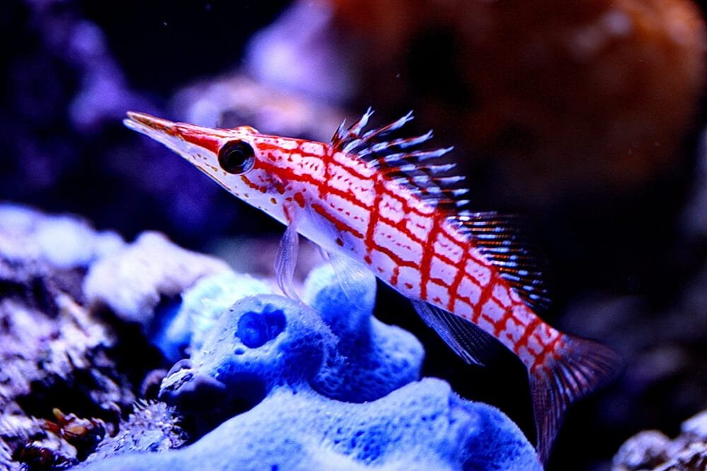 Longnose Hawkfish